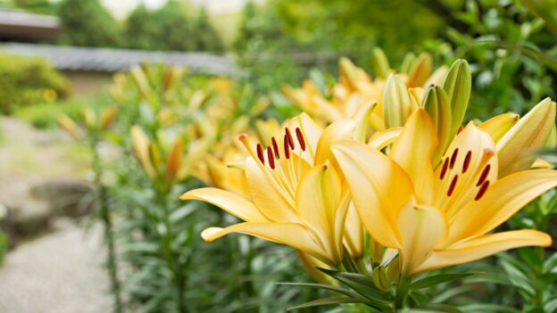 神苑花庭園＠筥崎宮